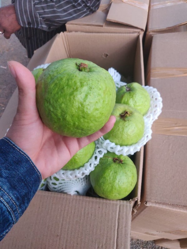 Guava from India